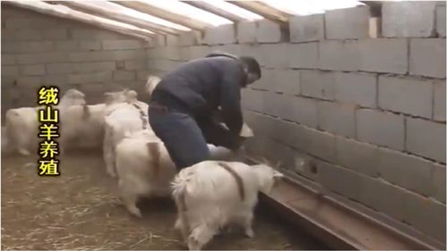 养殖河西绒山羊,一年四季都能采用放牧养殖,可节省劳动力