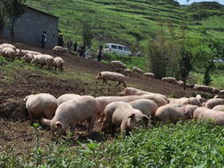正大与龙岩市签合作协议 加强生猪产业升级