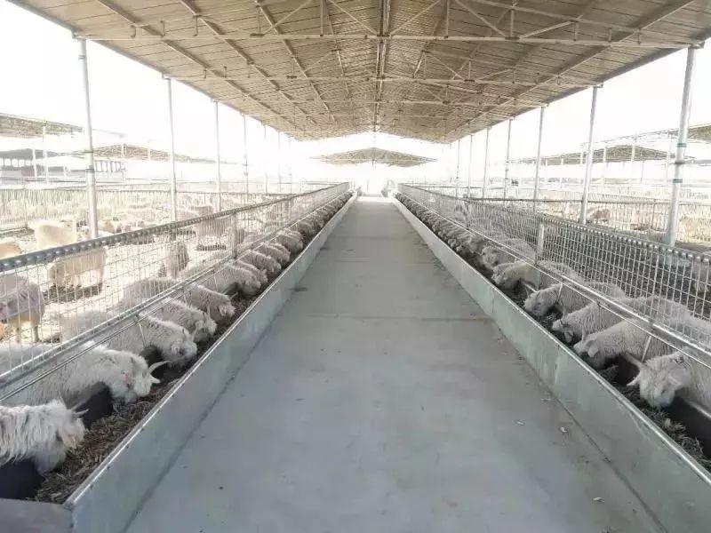 阳原县东白马营村建设的绒山羊养殖项目.